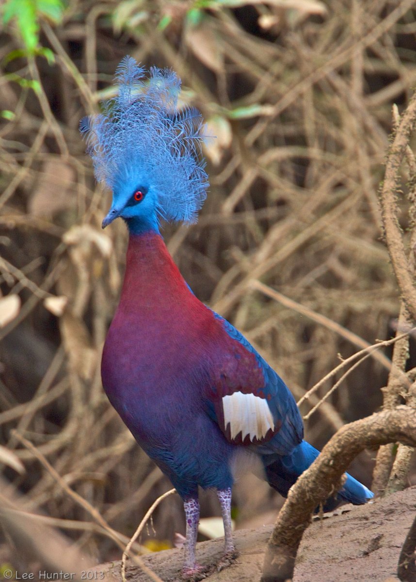 Удод Вьетнам
