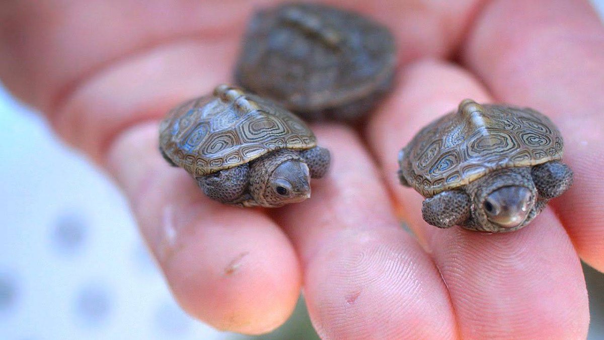 Новорожденная красноухая черепаха