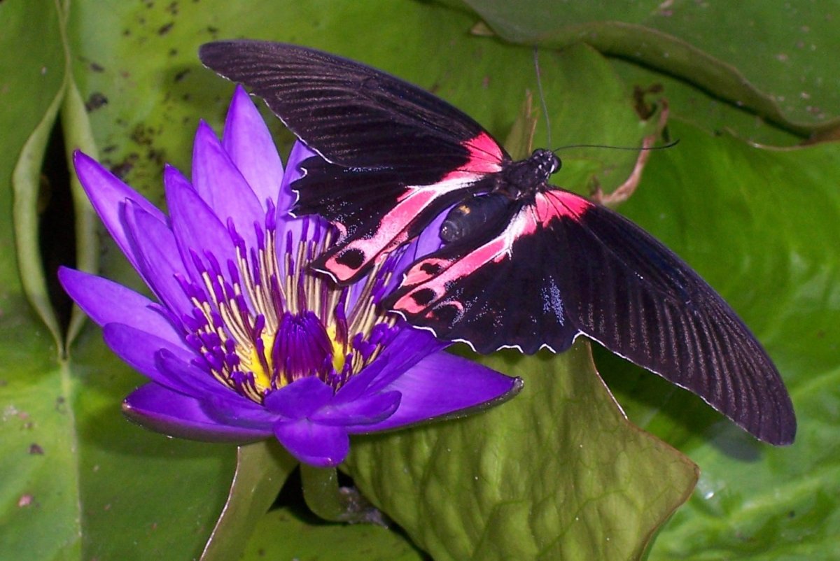 Павлиноглазка Грушевая бабочка