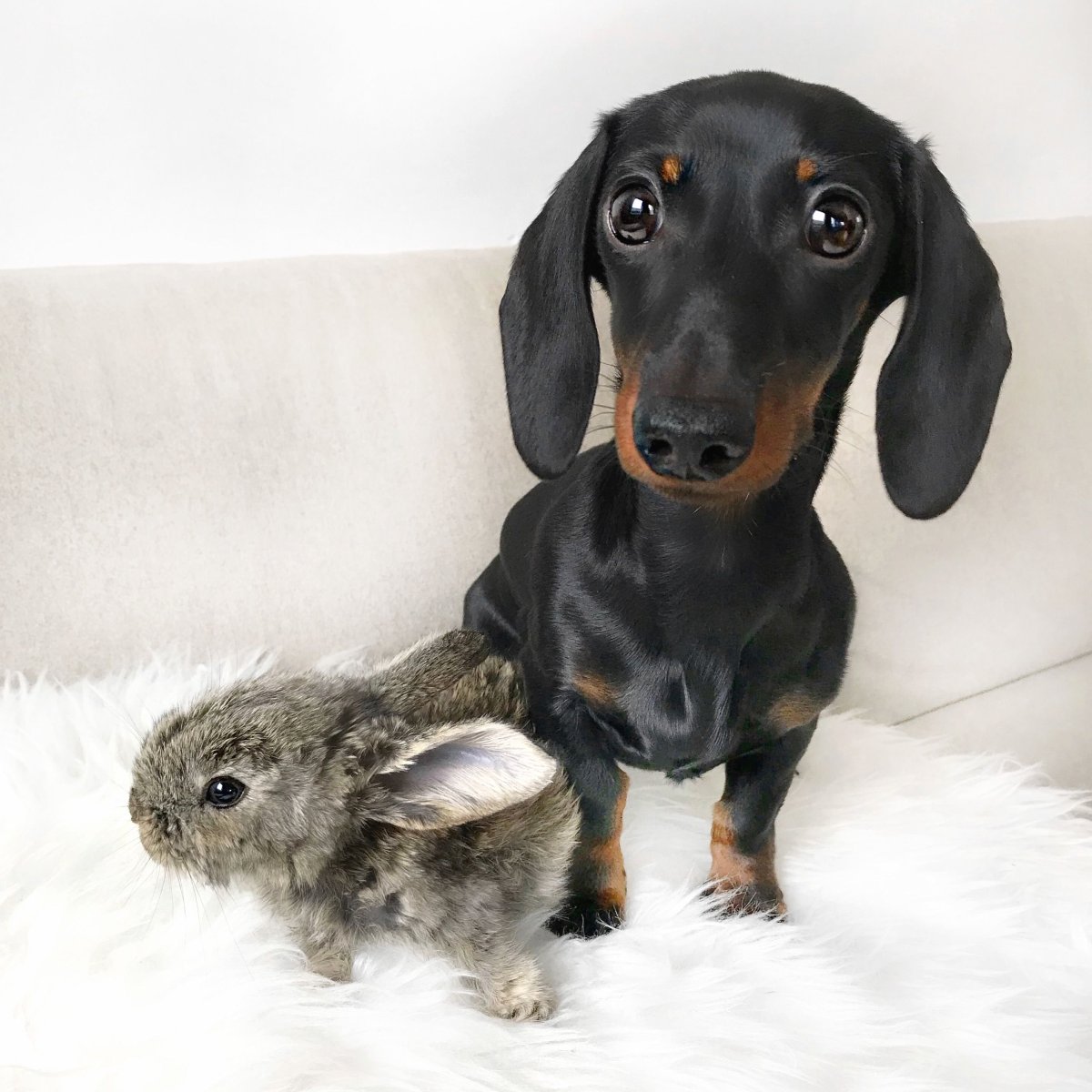 Карликовая такса