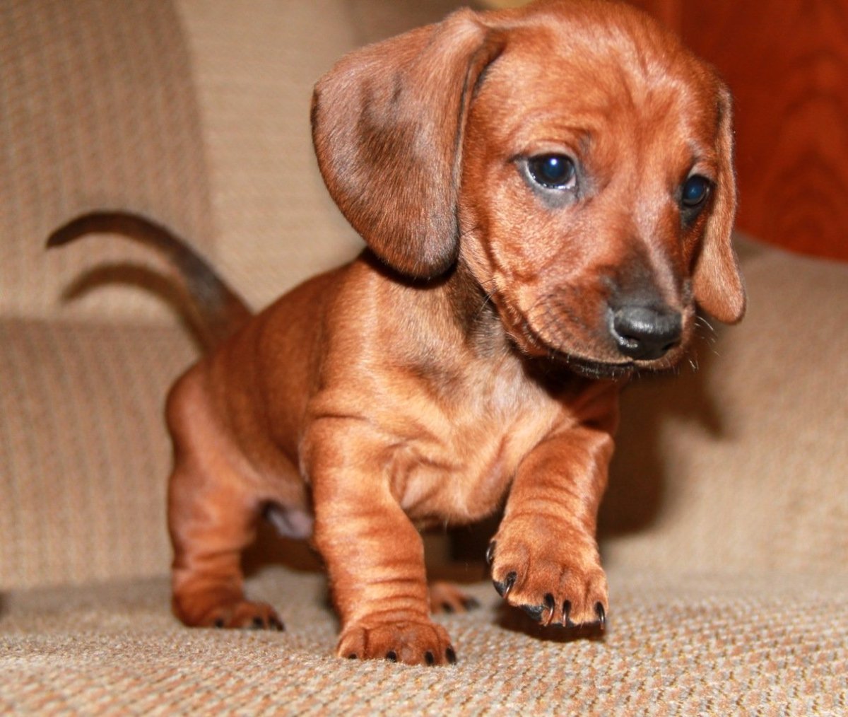 Карликовая такса