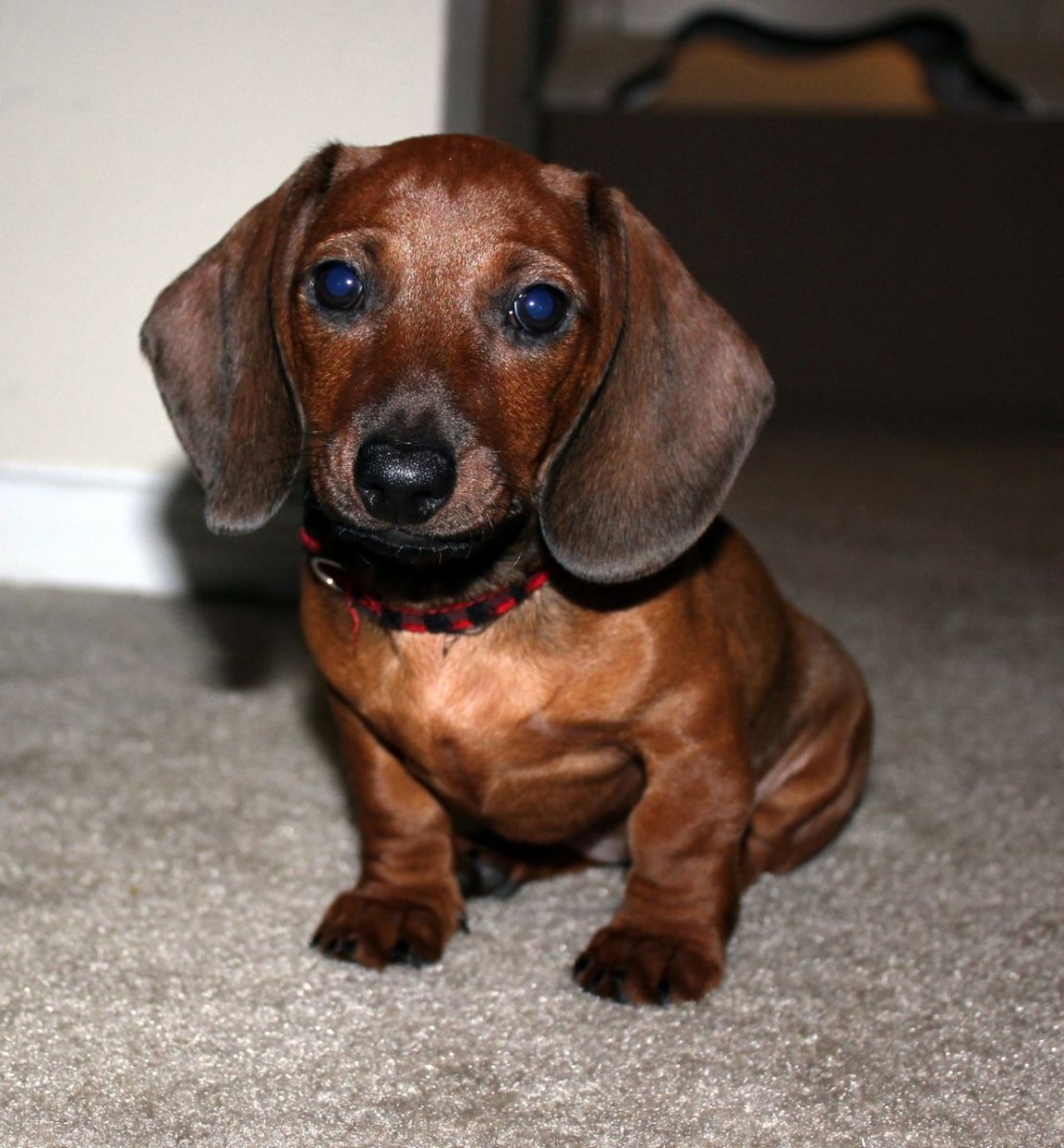 Карликовая такса