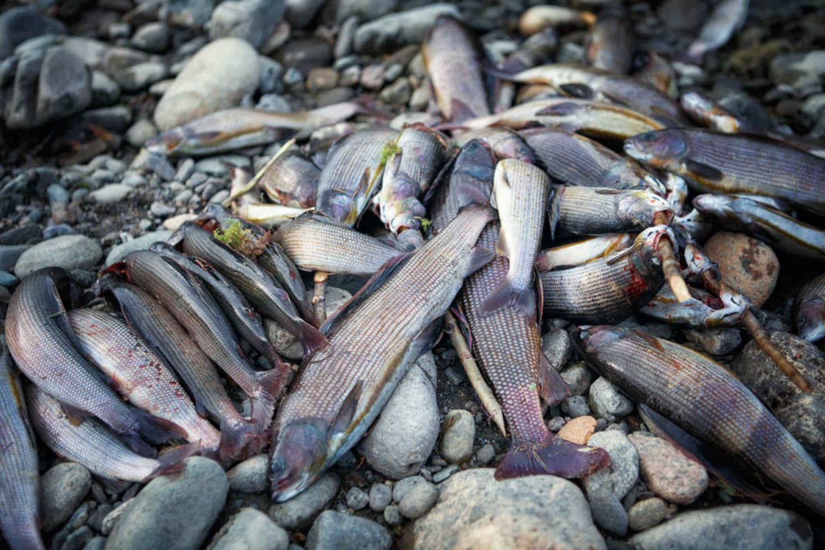 Байкальский бычок подкаменщик