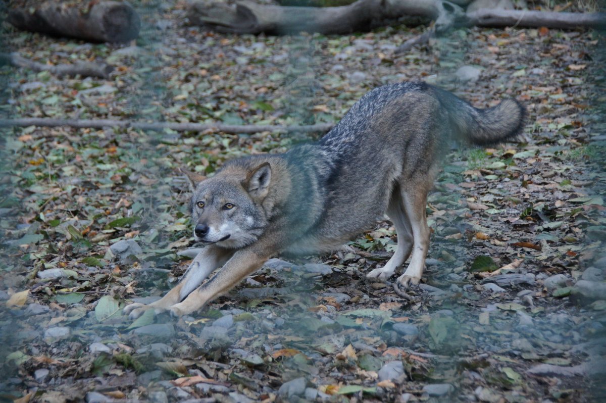 Обои на рабочий стол волк