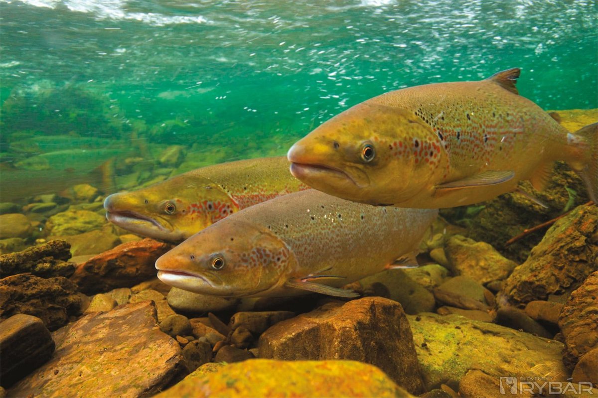 Кумжа атлантическая