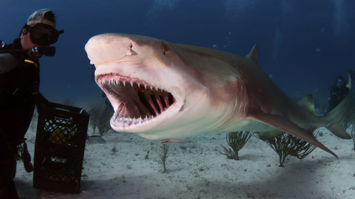 Рыба нянька