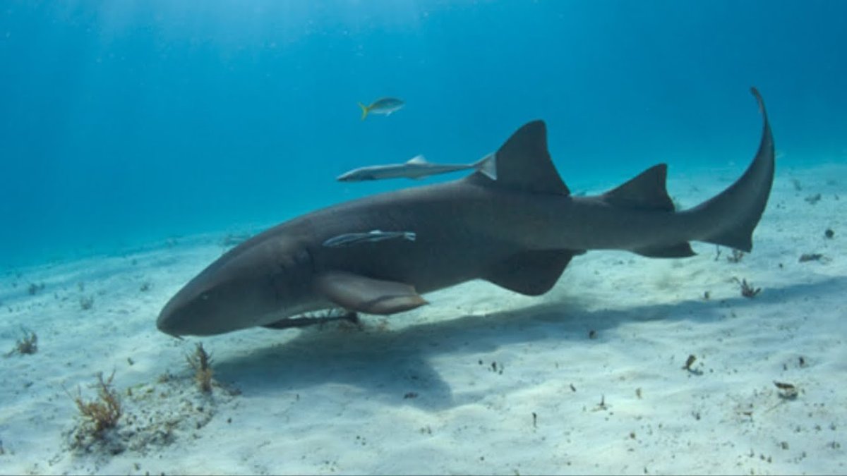 Maneater тигровая акула