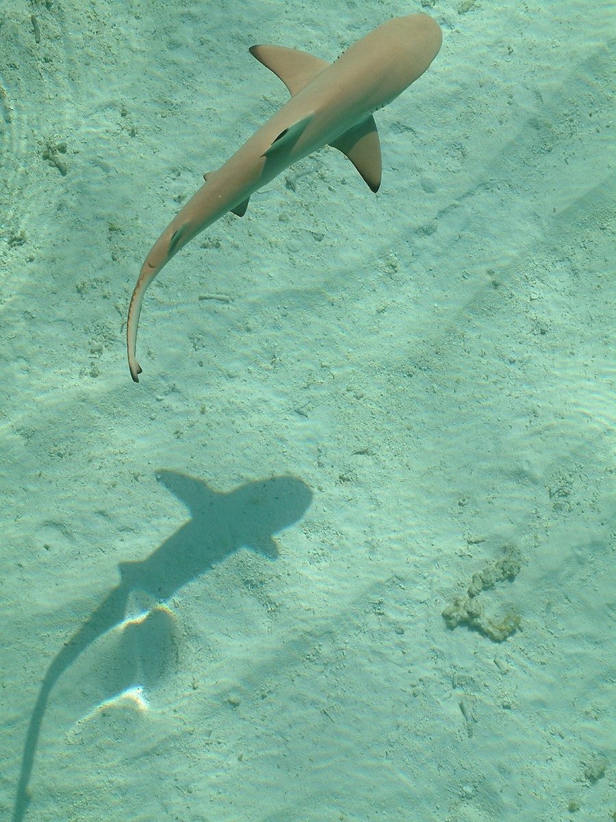 Багамы океан акула