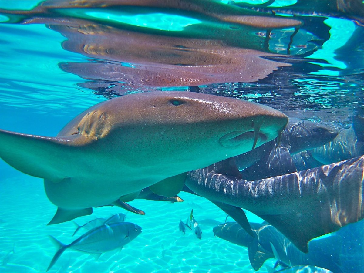 Багамы акулы