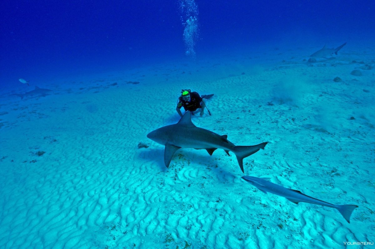 Рифовые акулы на Мальдивах