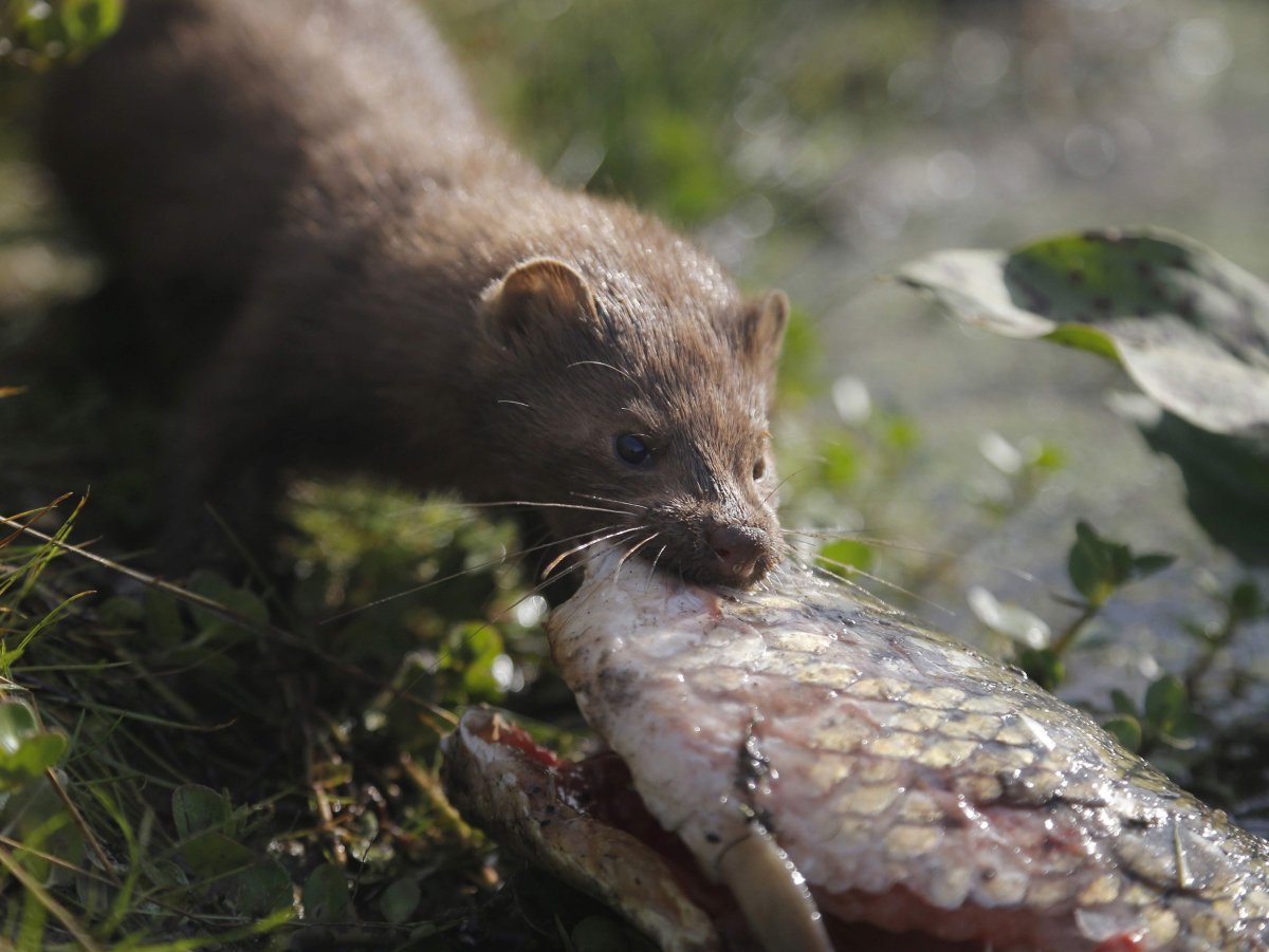 Дания американская норка