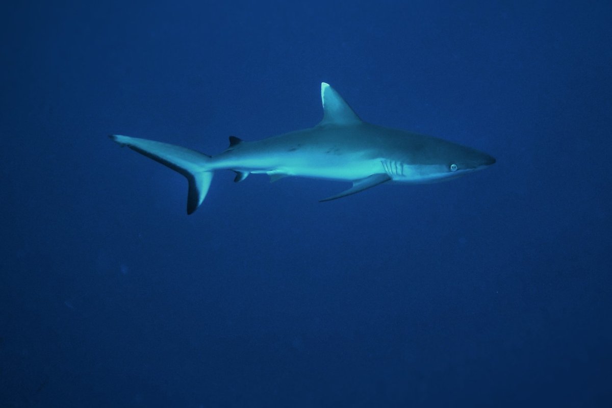 Рифовые акулы на Мальдивах