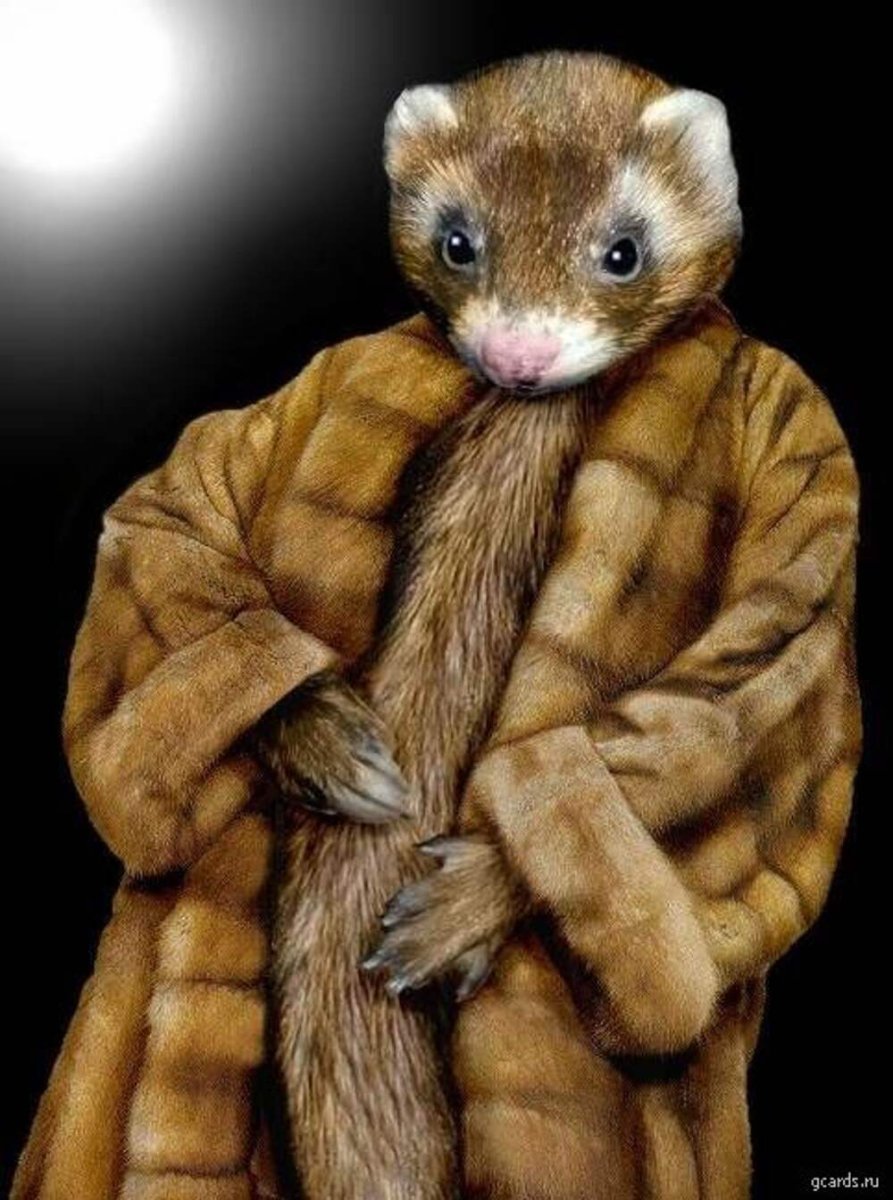 Норка смешная