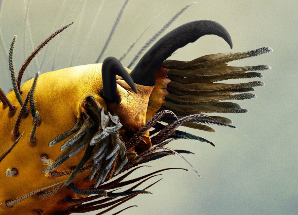 Лапки паука под микроскопом