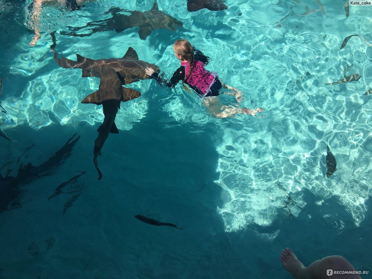 Катарина Заруцки укус акулы