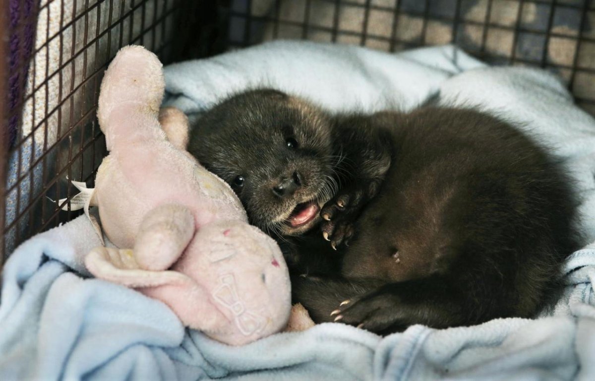 Новорожденные выдры