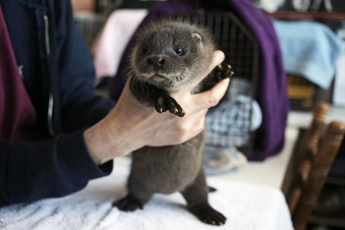 Ручная норка