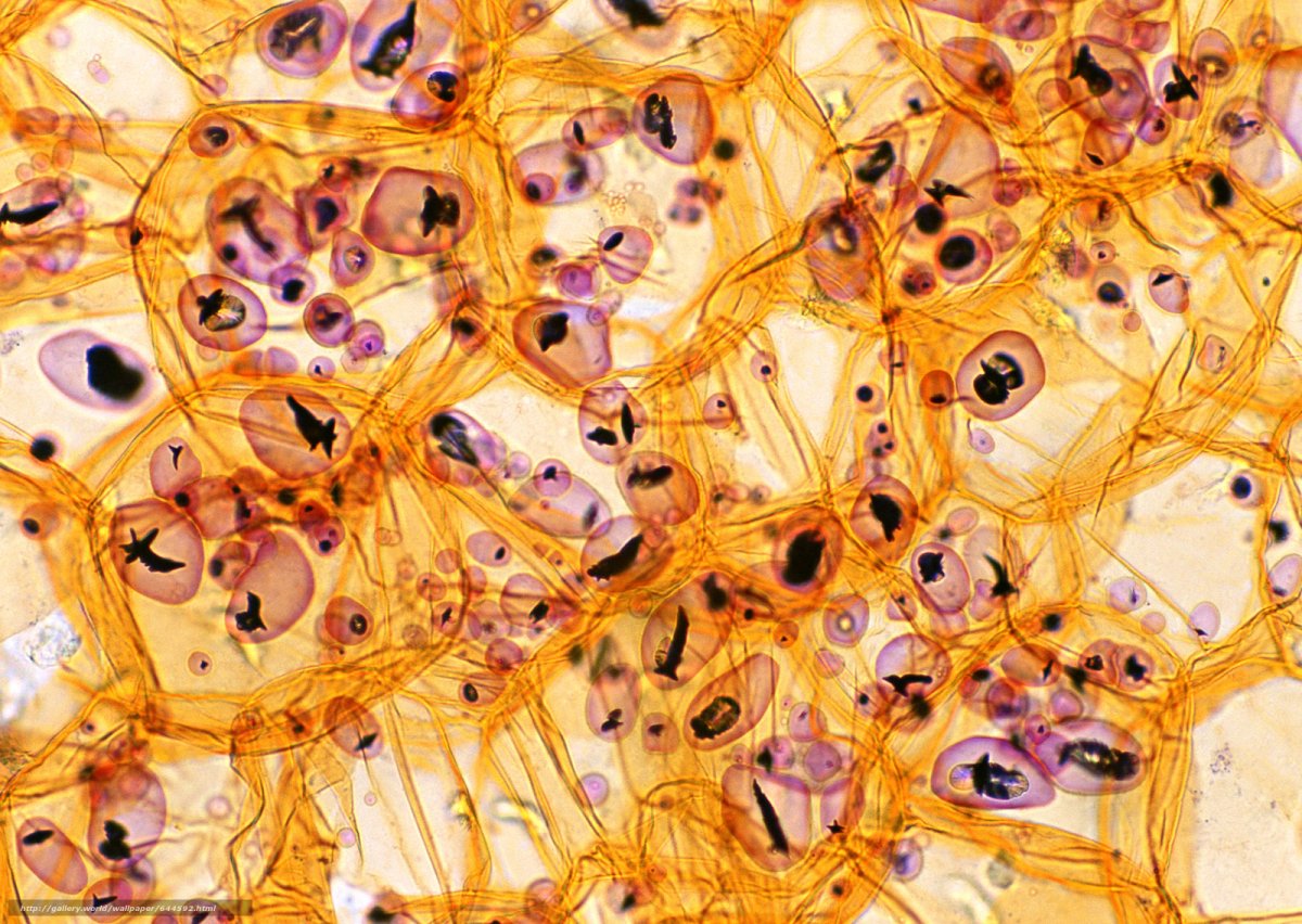 4 Pi микроскопия