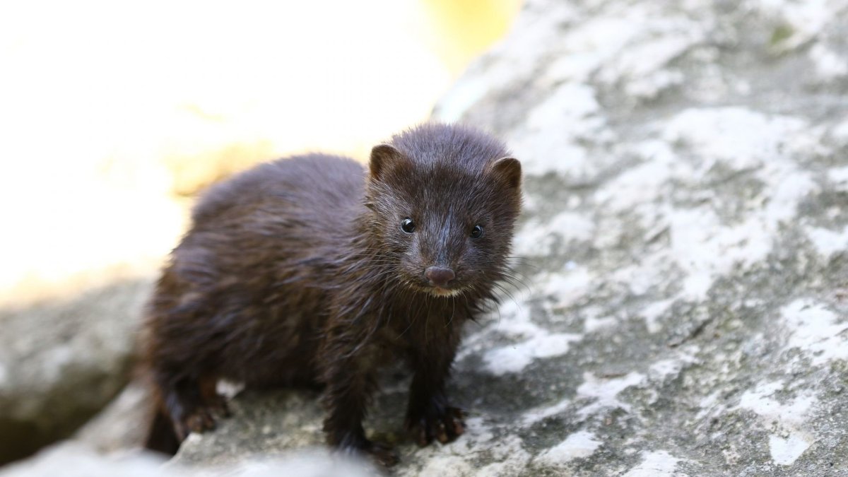 Европейская норка Mustela lutreola (Linnaeus, 1761)