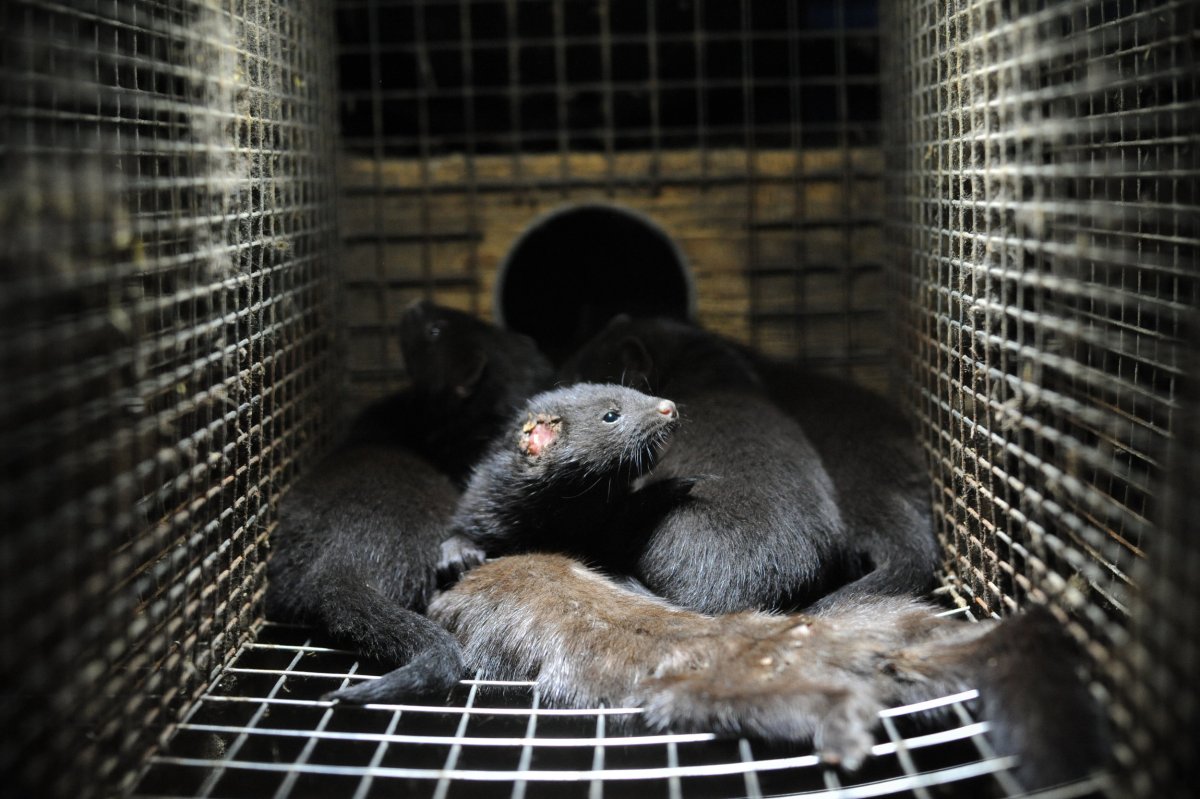 Ласка (Mustela nivalis)