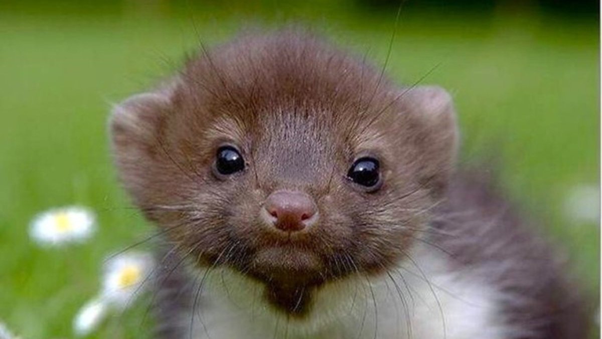 Горностай норка