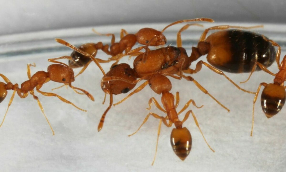 Матка муравья г5ома