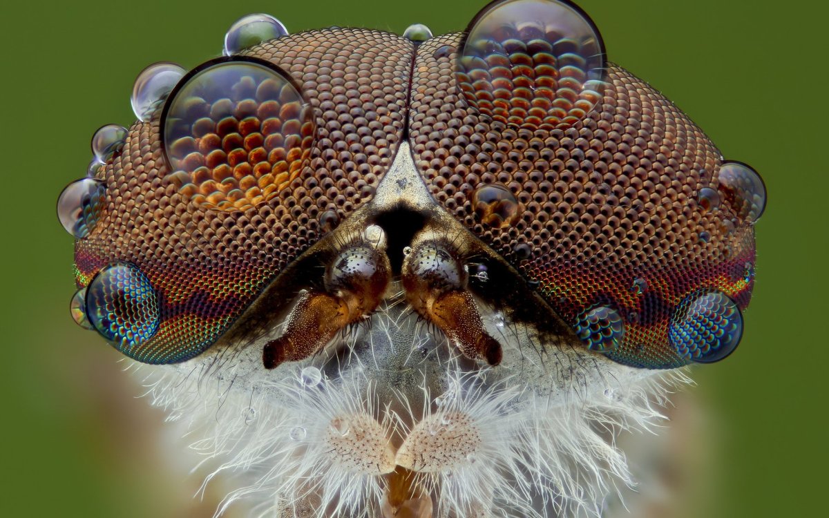 Фасеточные глаза мотылька