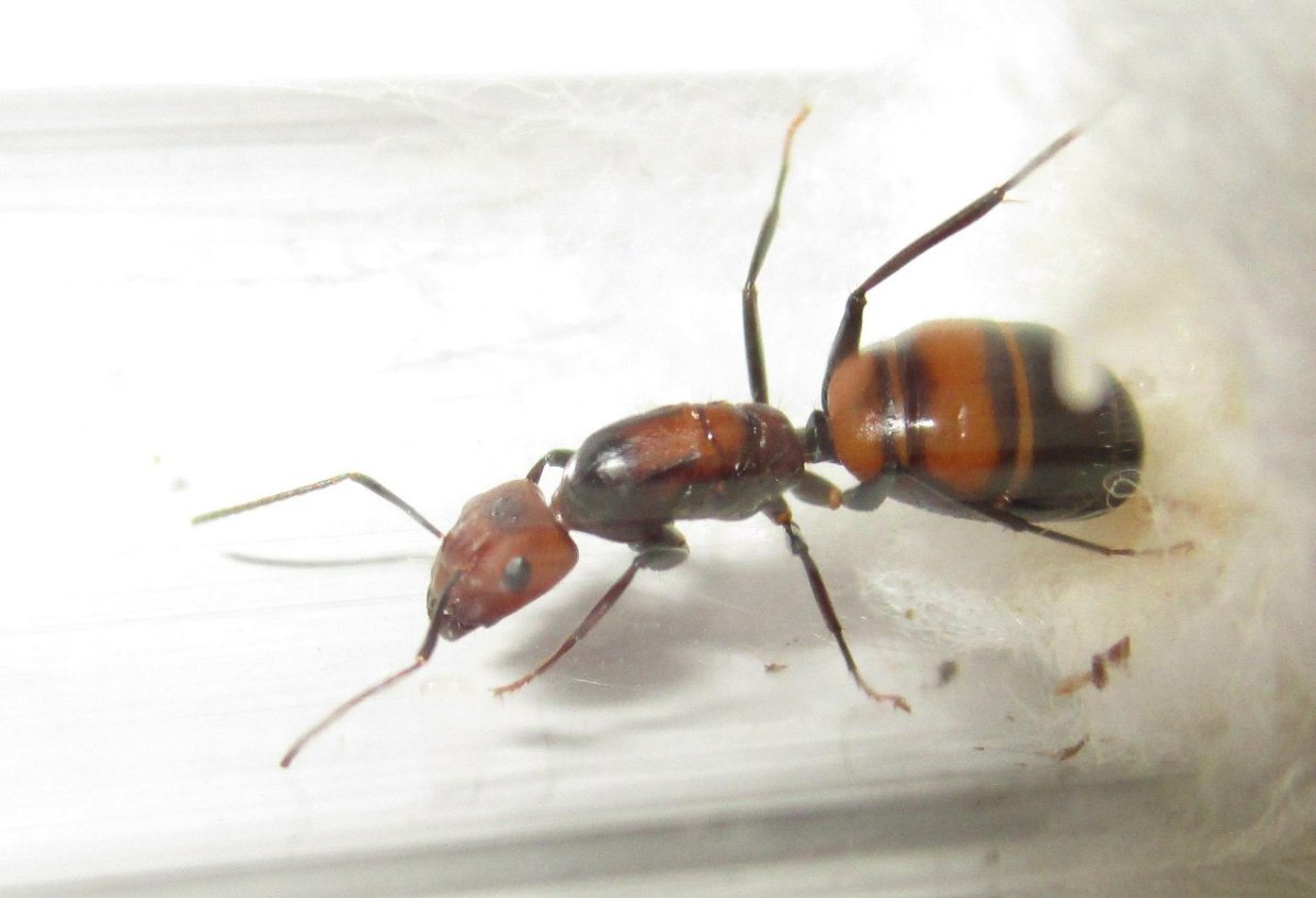 Муравьи рода Camponotus