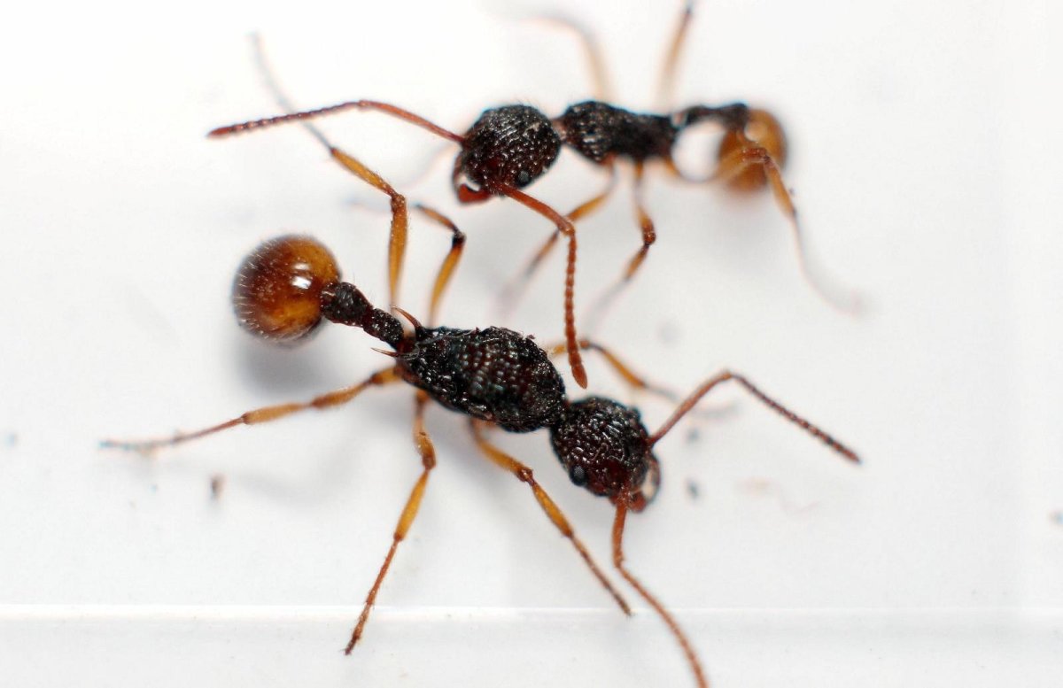 Жнец Барбарус муравей