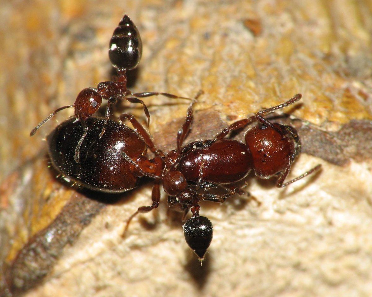 Мирмицины муравьи