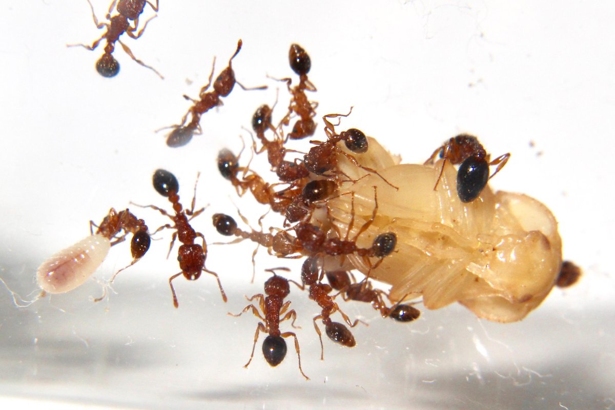 Индийские прыгающие муравьи