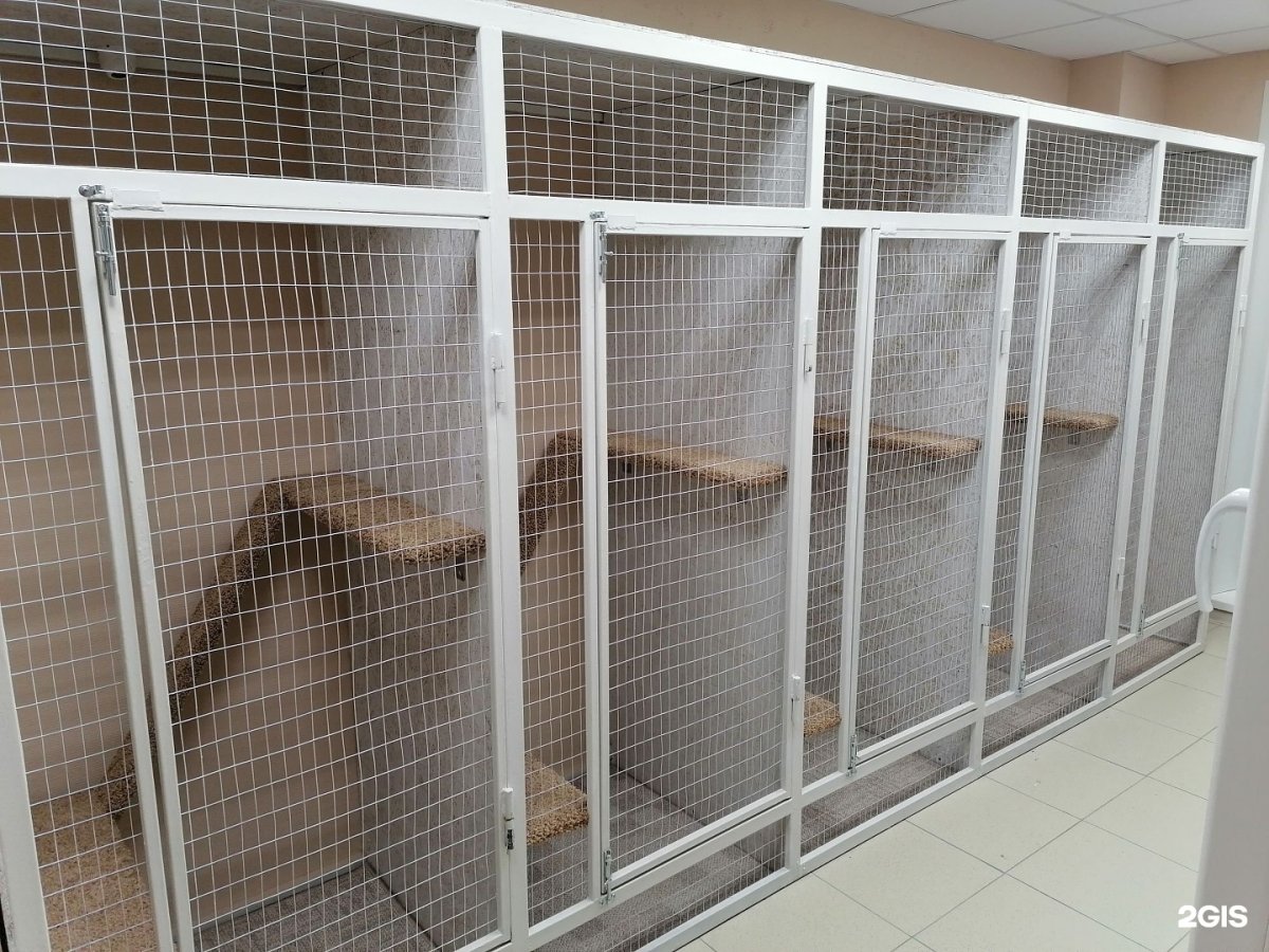 Ищу передержку для собаки