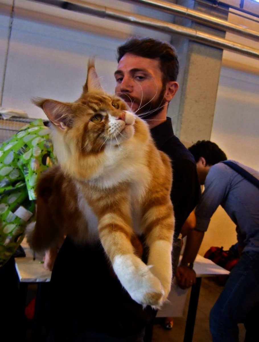 Кошка-Рысь порода Мейн кун