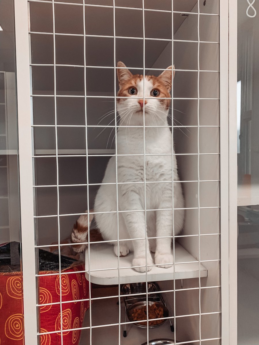 Передержка кошек Казань