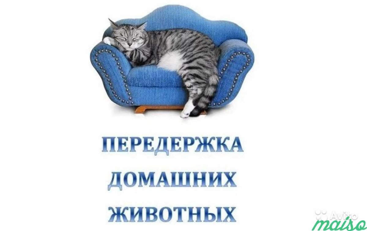 Временная передержка животных