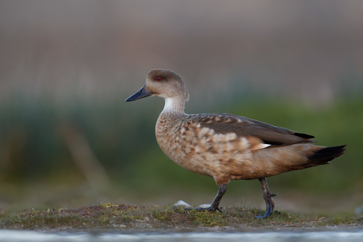 Утка Мандаринка альбинос