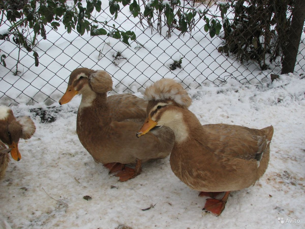 Пекинская хохлатая утка