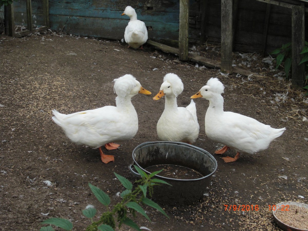 Уфимская хохлатая утка