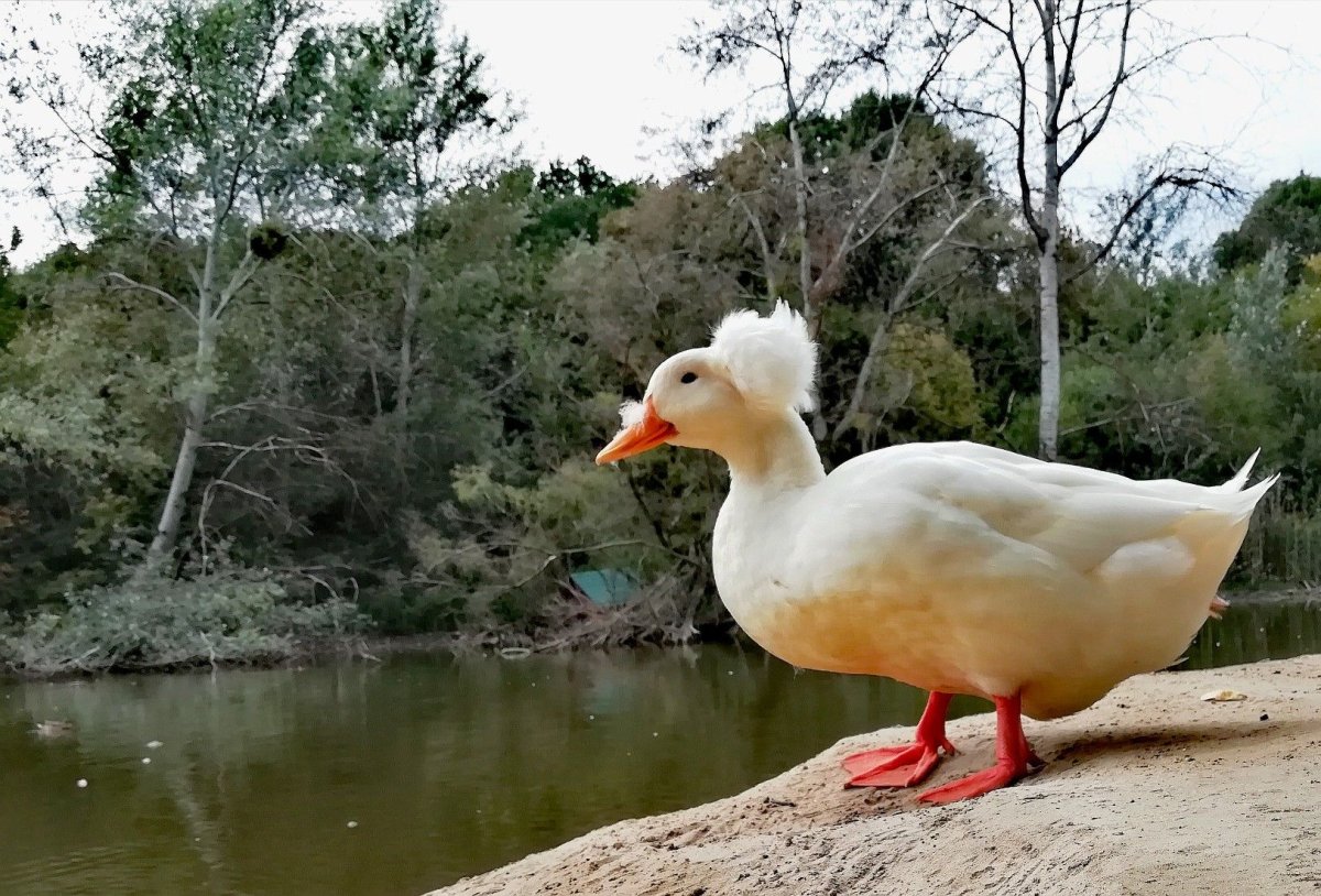 Хохлатая на белом фоне утка