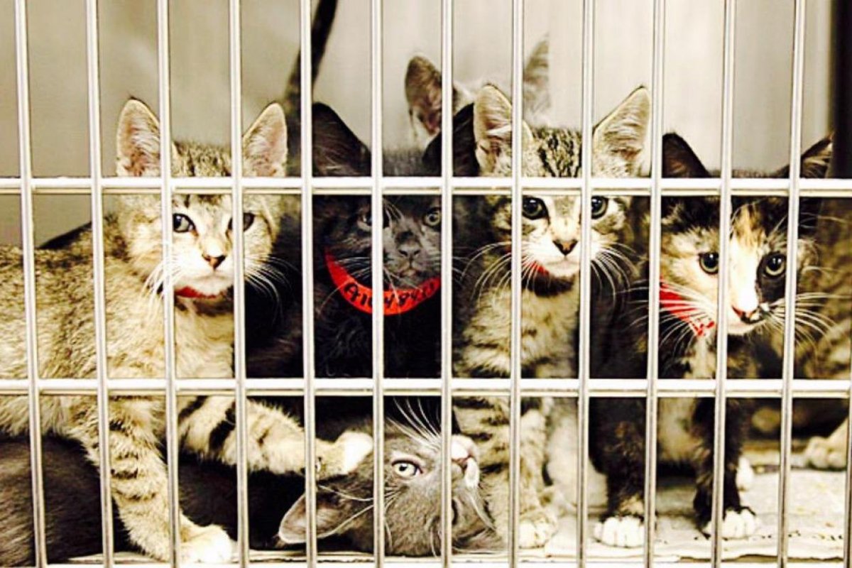 Вольер для кошек в квартире