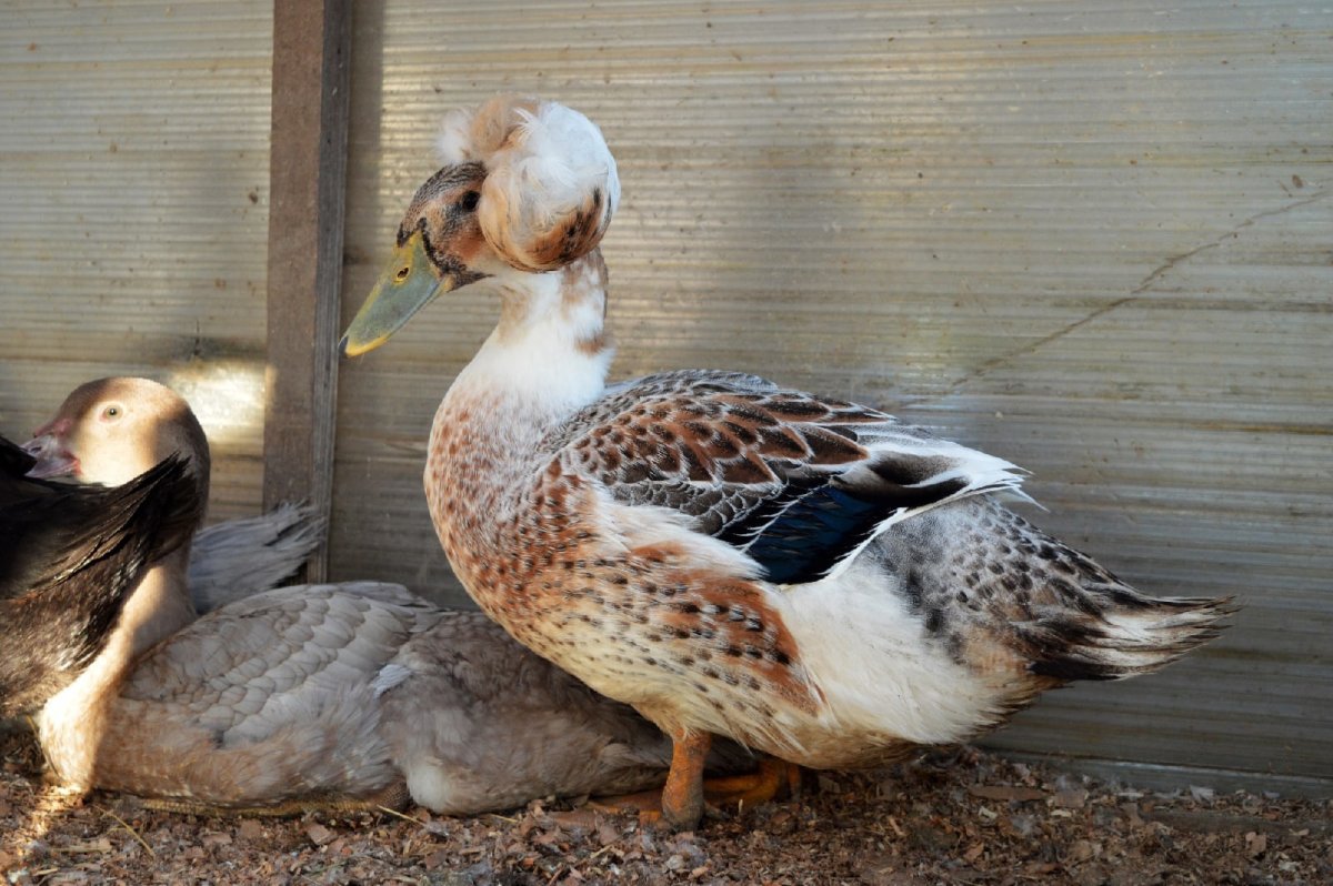 Пекинская хохлатая утка