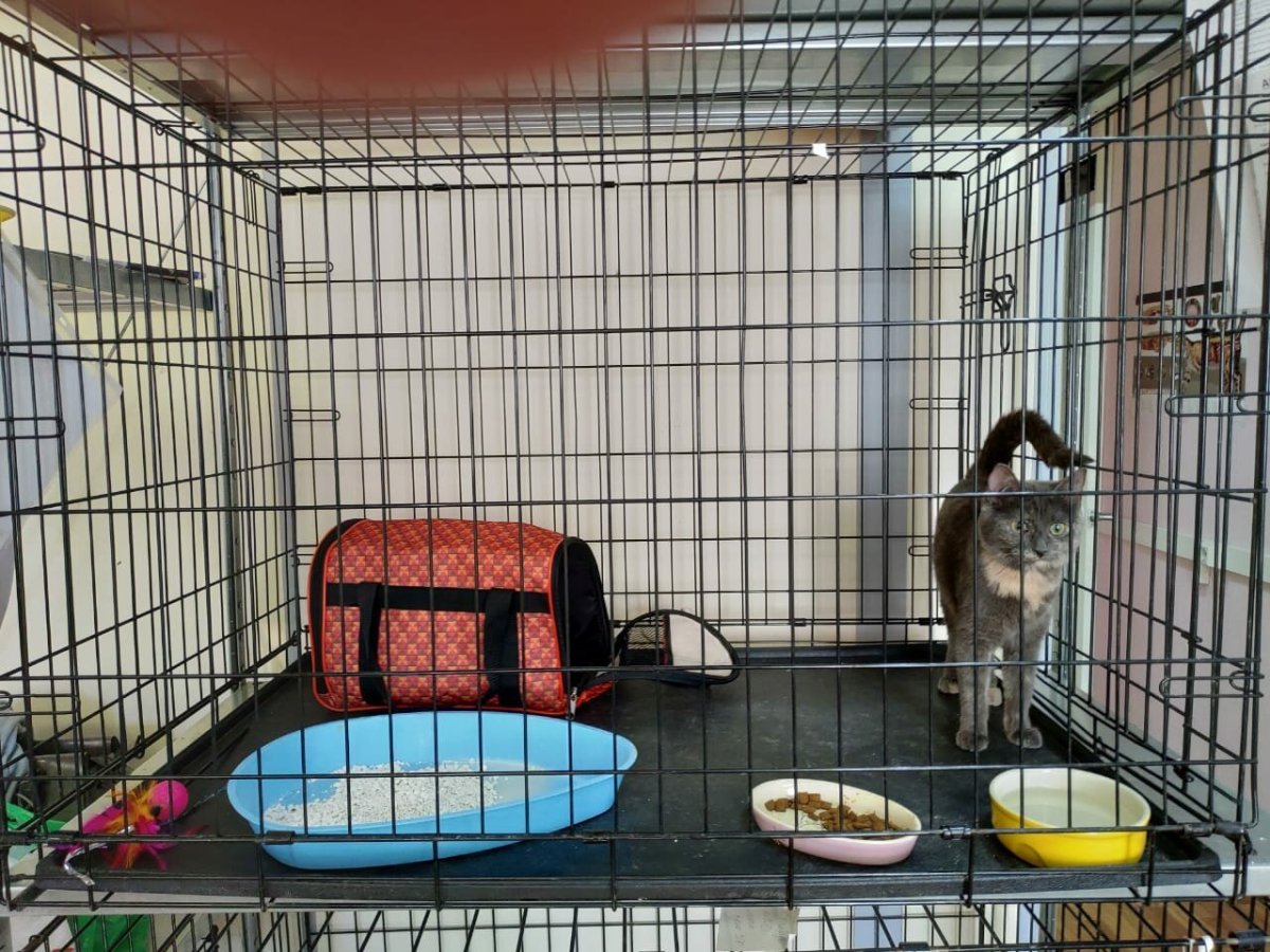 Зоогостиница Багира Люкс Рязань