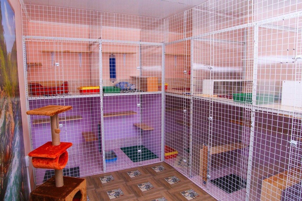 Приют для кошек