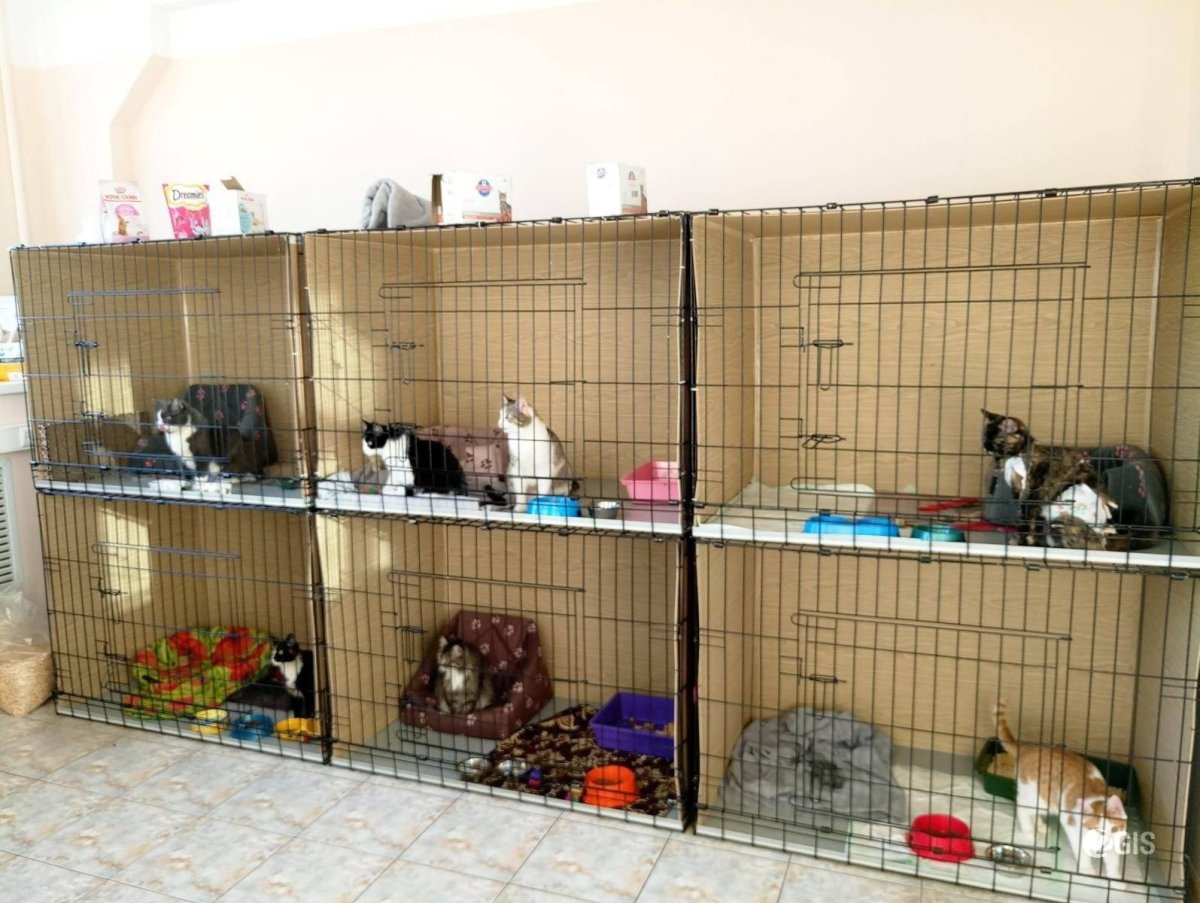 Нужна передержка для кошки