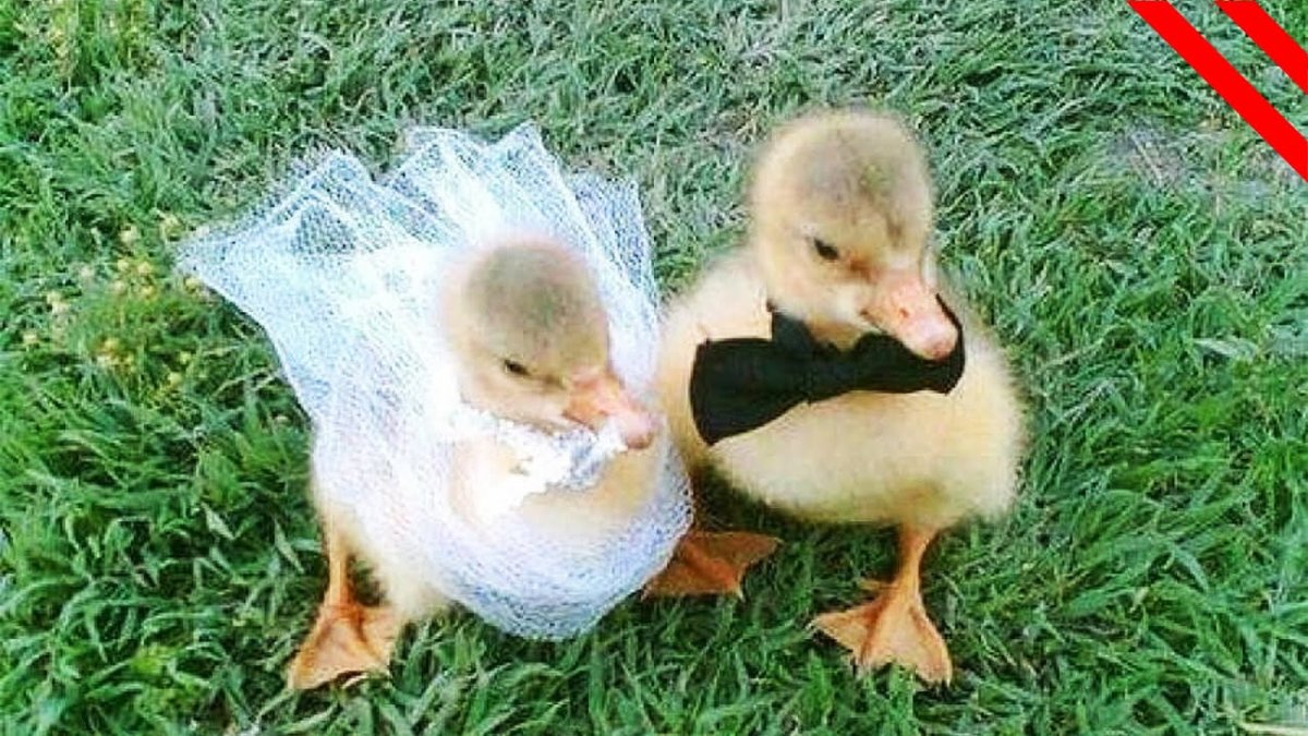 Русская хохлатая голубая