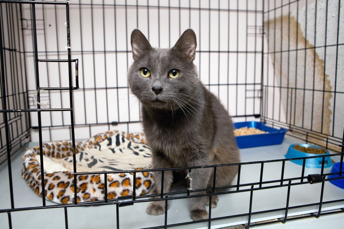 Рамки с кошками и собаками