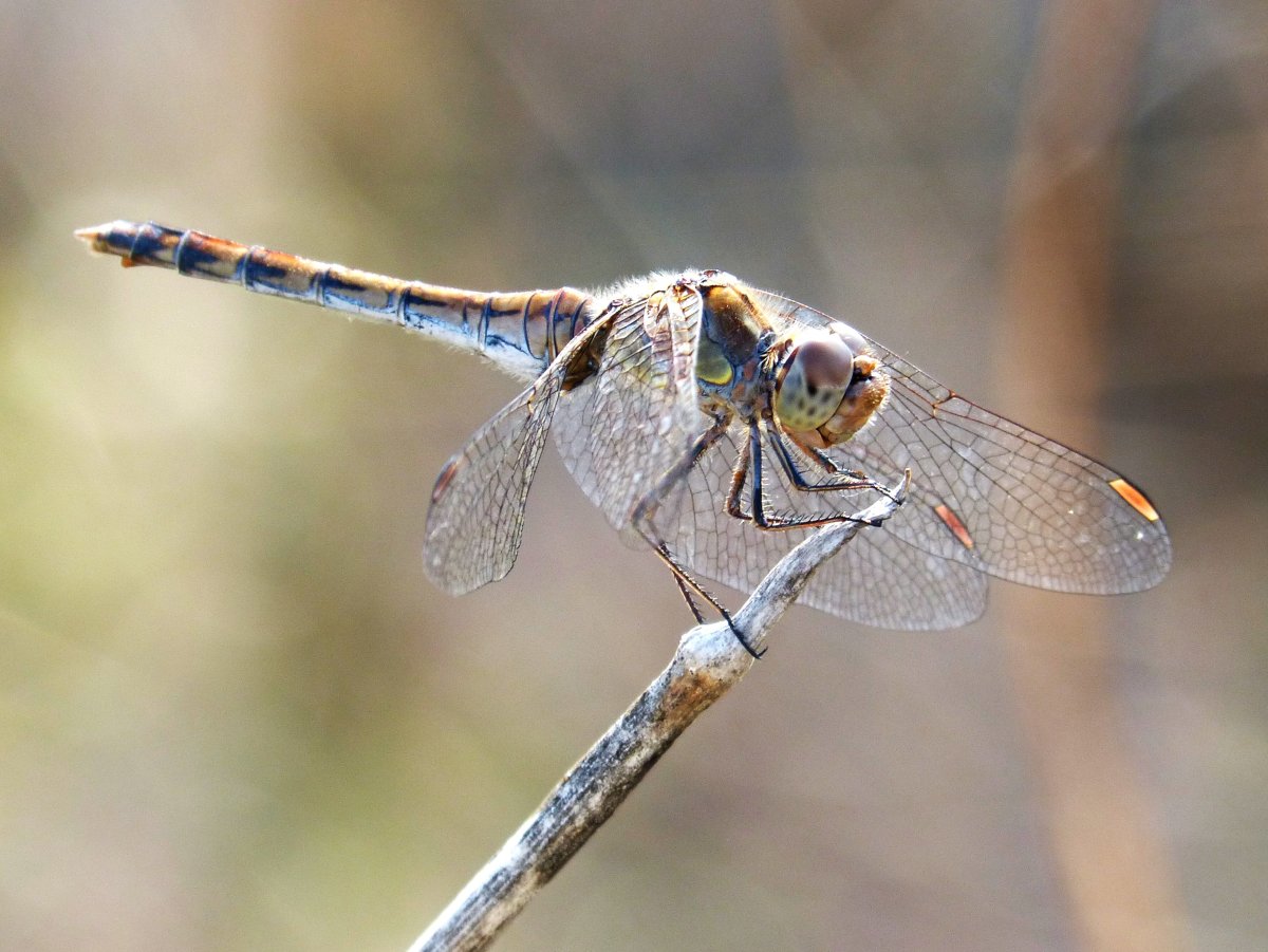 Lumix Dragonfly