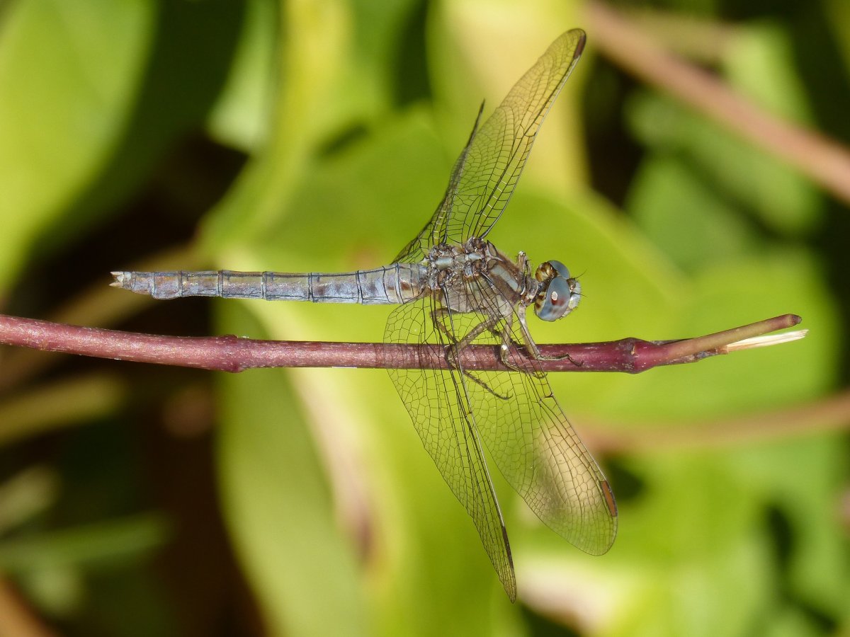 Стрекоза малая голубая (Orthetrum coerulescens)