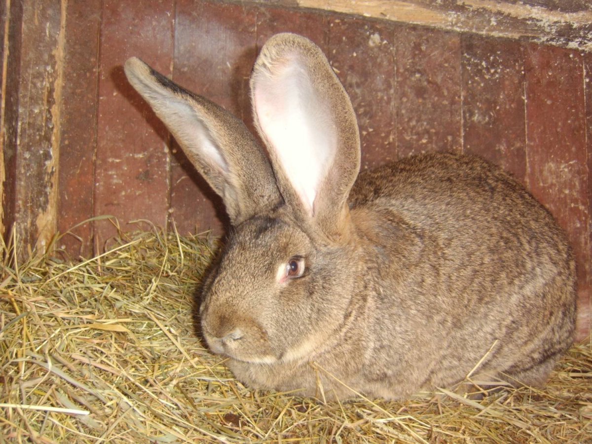 Кролики мясных пород Фландр