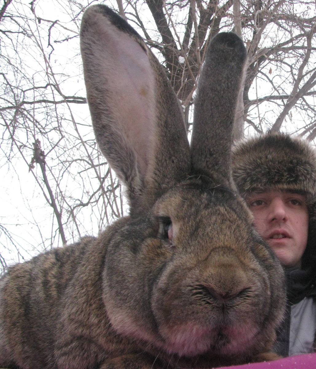 Бельгийский Фландр кролик